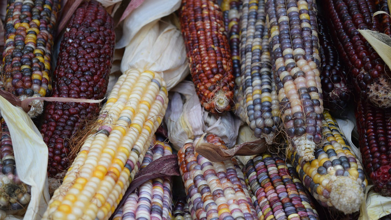 Corn cobbles