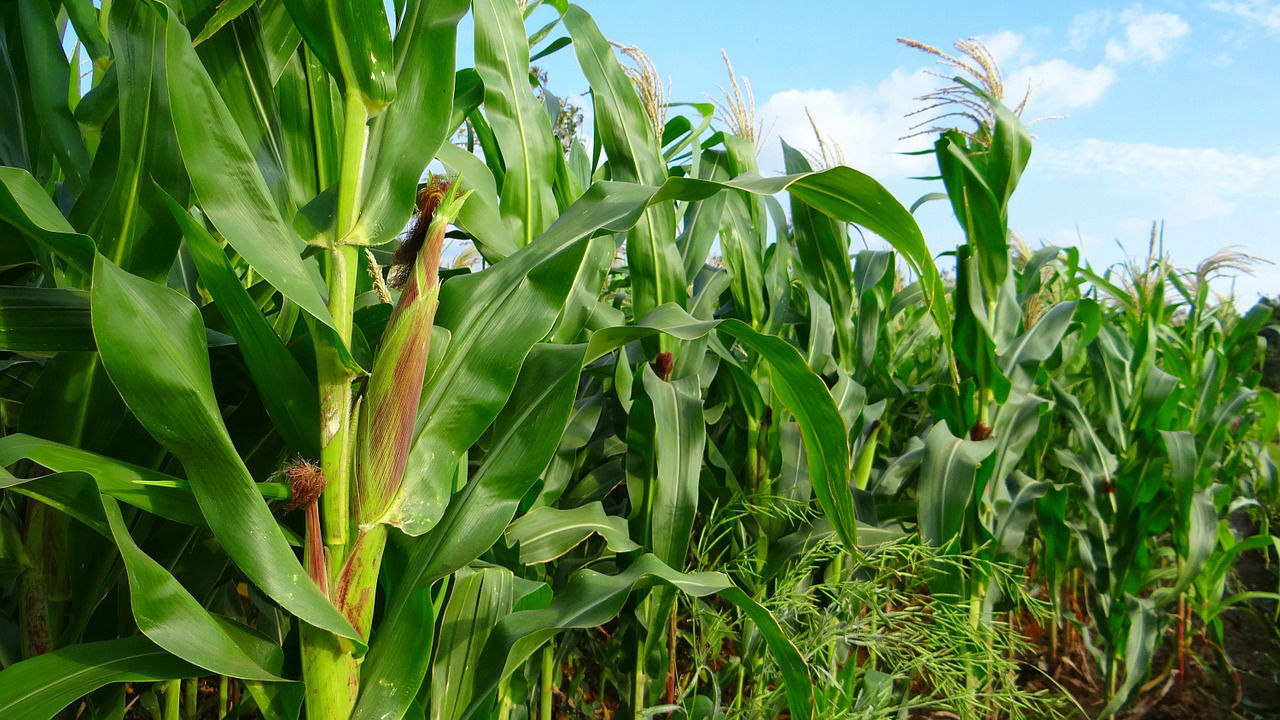 Corn field