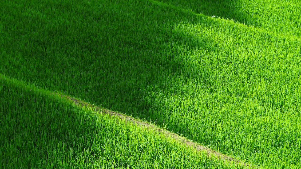 Rice field