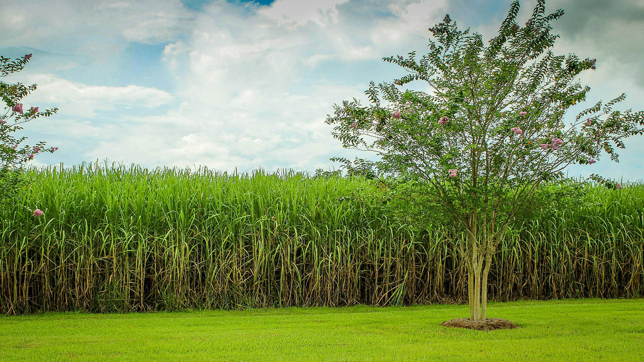 Sugarcane field