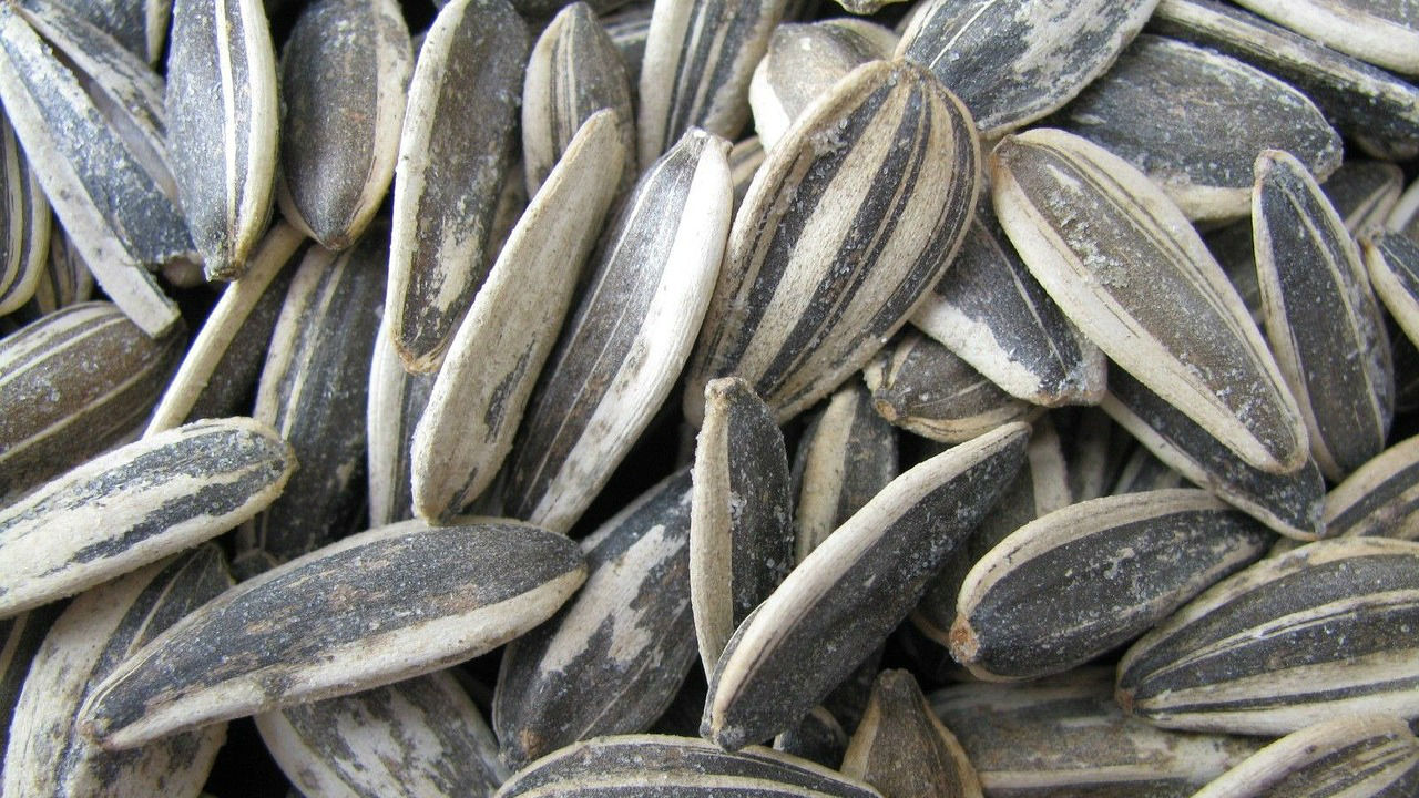 Sunflower seeds